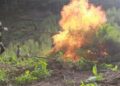 BNNP Aceh Musnahkan 30 Ribu Batang Ganja di Kawasan Alue Jring Blang Meurandeh, Seluas 12 Hektare