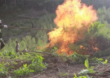 BNNP Aceh Musnahkan 30 Ribu Batang Ganja di Kawasan Alue Jring Blang Meurandeh, Seluas 12 Hektare