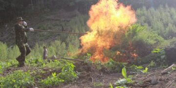 BNNP Aceh Musnahkan 30 Ribu Batang Ganja di Kawasan Alue Jring Blang Meurandeh, Seluas 12 Hektare